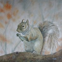 Gray Squirrel